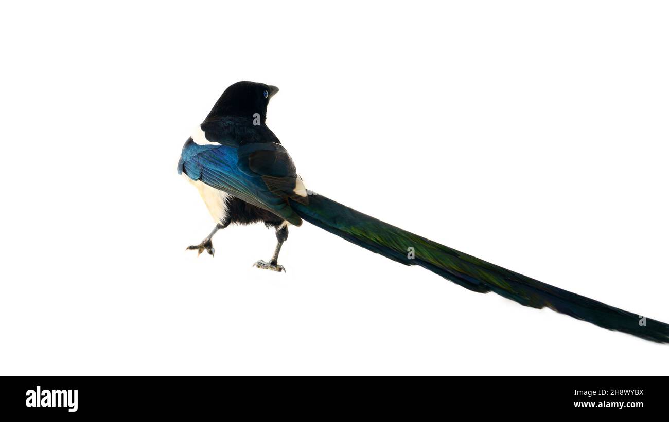 Magpie europea (Pica pica). Questo uccello ha una lunga coda di pavone diritta. Isolato su bianco Foto Stock