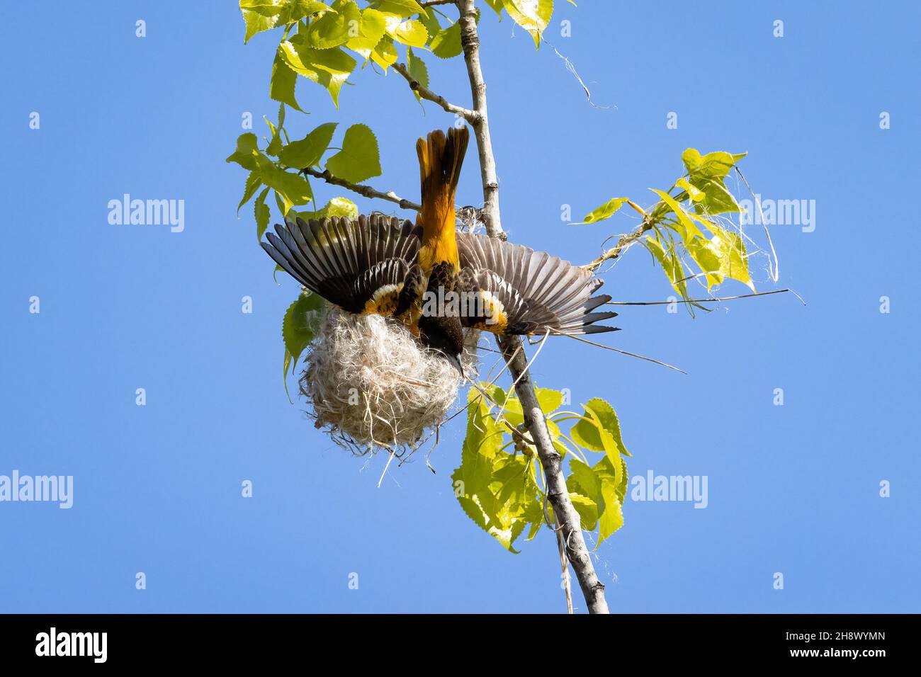 Maschio Baltimore Oriole costruire il suo nido su un cielo blu chiaro primavera mattina Foto Stock