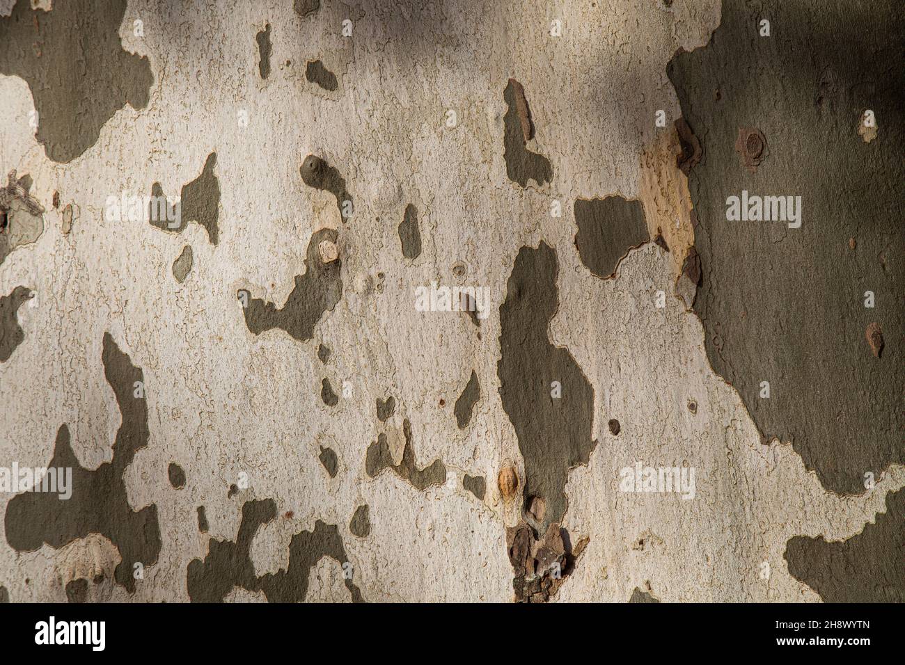 camouflage modello di albero piano, sycamores albero corteccia sfondo Foto Stock