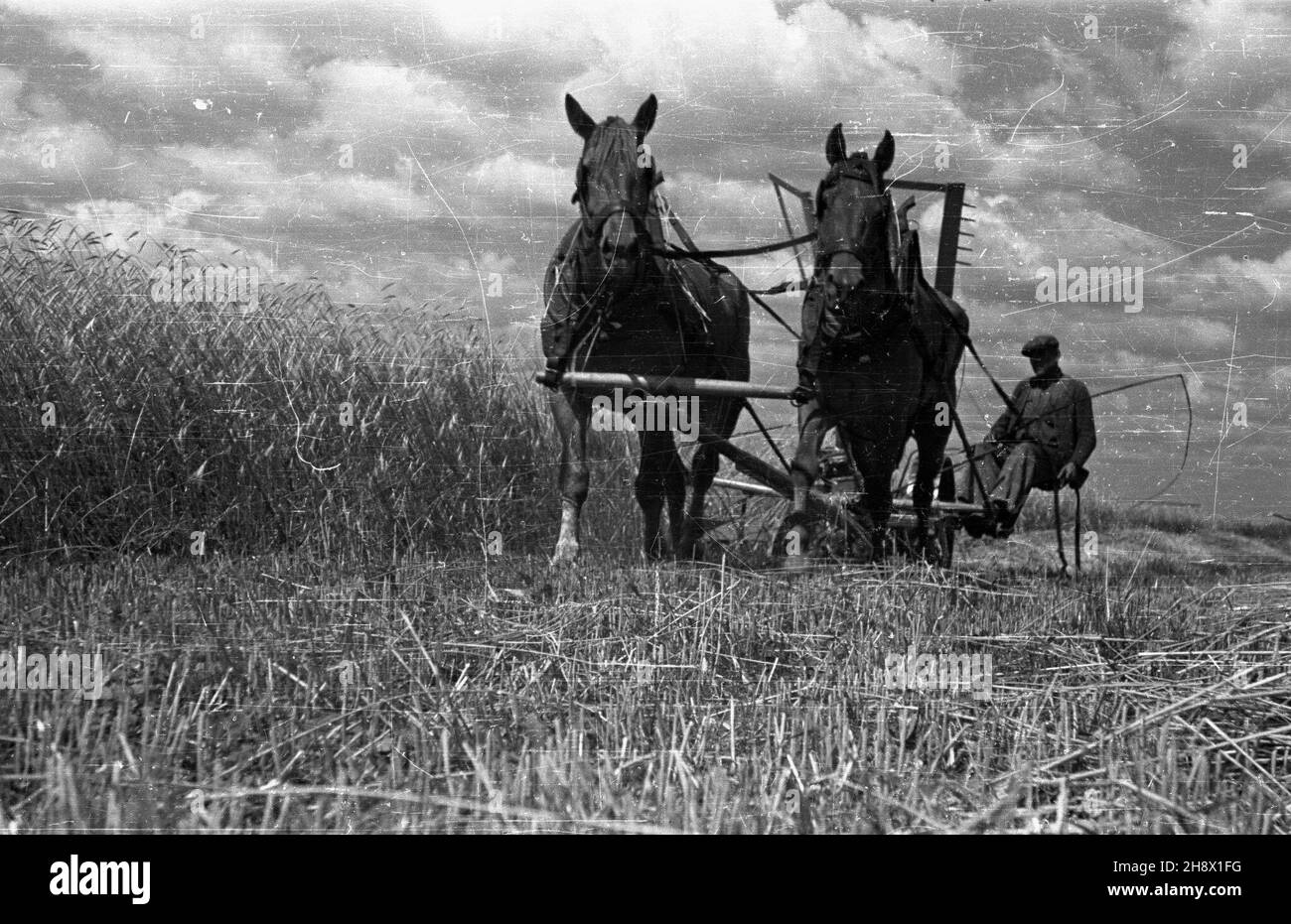 Polska, 1946. ¯niwa w gospodarstwie rolnym.NZ. œcinanie ¿yta kosiark¹ konn¹. Gr PAP/Jerzy Baranowski Dok³adny miesi¹c i dzieñ wydarzenia nieustalone. Polonia, 1946. Raccolto in una fattoria. Nella foto: Segale che si rape con il rasaerba a cavallo. Gr PAP/Jerzy Baranowski Foto Stock
