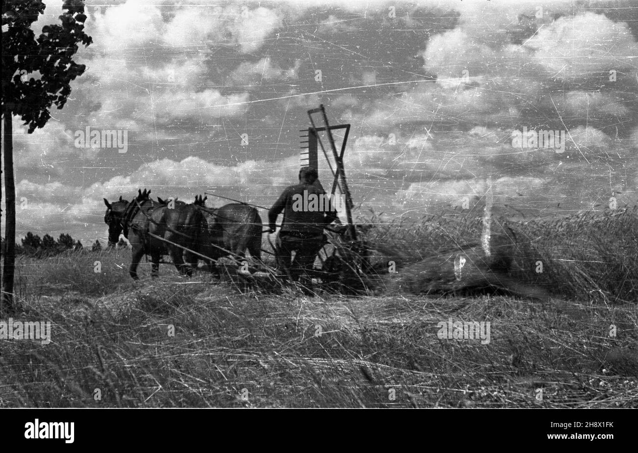 Polska, 1946. ¯niwa w gospodarstwie rolnym.NZ. œcinanie ¿yta kosiark¹ konn¹. Gr PAP/Jerzy Baranowski Dok³adny miesi¹c i dzieñ wydarzenia nieustalone. Polonia, 1946. Raccolto in una fattoria. Nella foto: Segale che si rape con il rasaerba a cavallo. Gr PAP/Jerzy Baranowski Foto Stock