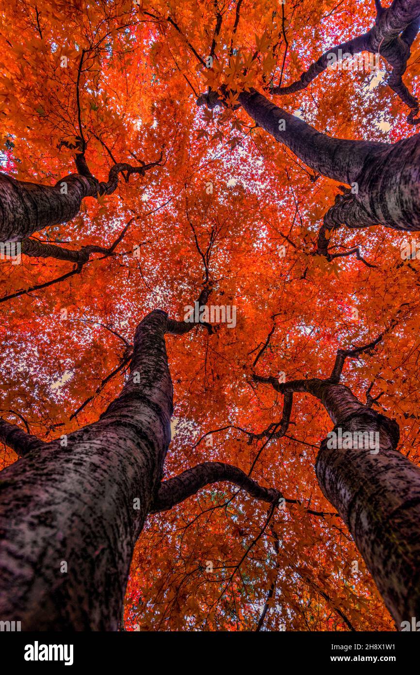 Guardando i colorati alberi di acero in autunno al Giardino Giapponese Nishinomiya. Foto Stock