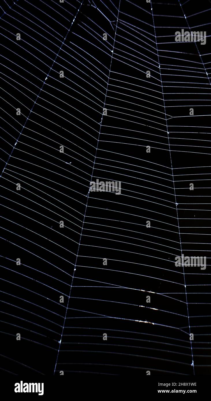 Intricata rete di ragno illuminata su sfondo scuro, con delicati fili di seta e simmetria geometrica Foto Stock