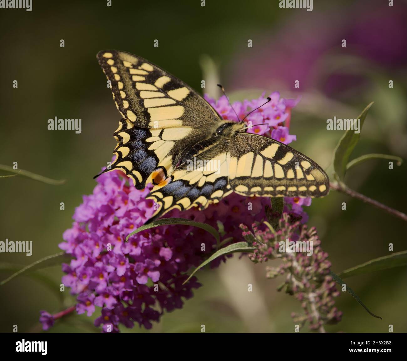 Macro di una bella pagina delle Regine farfalla (Papilio Machaon) Foto Stock