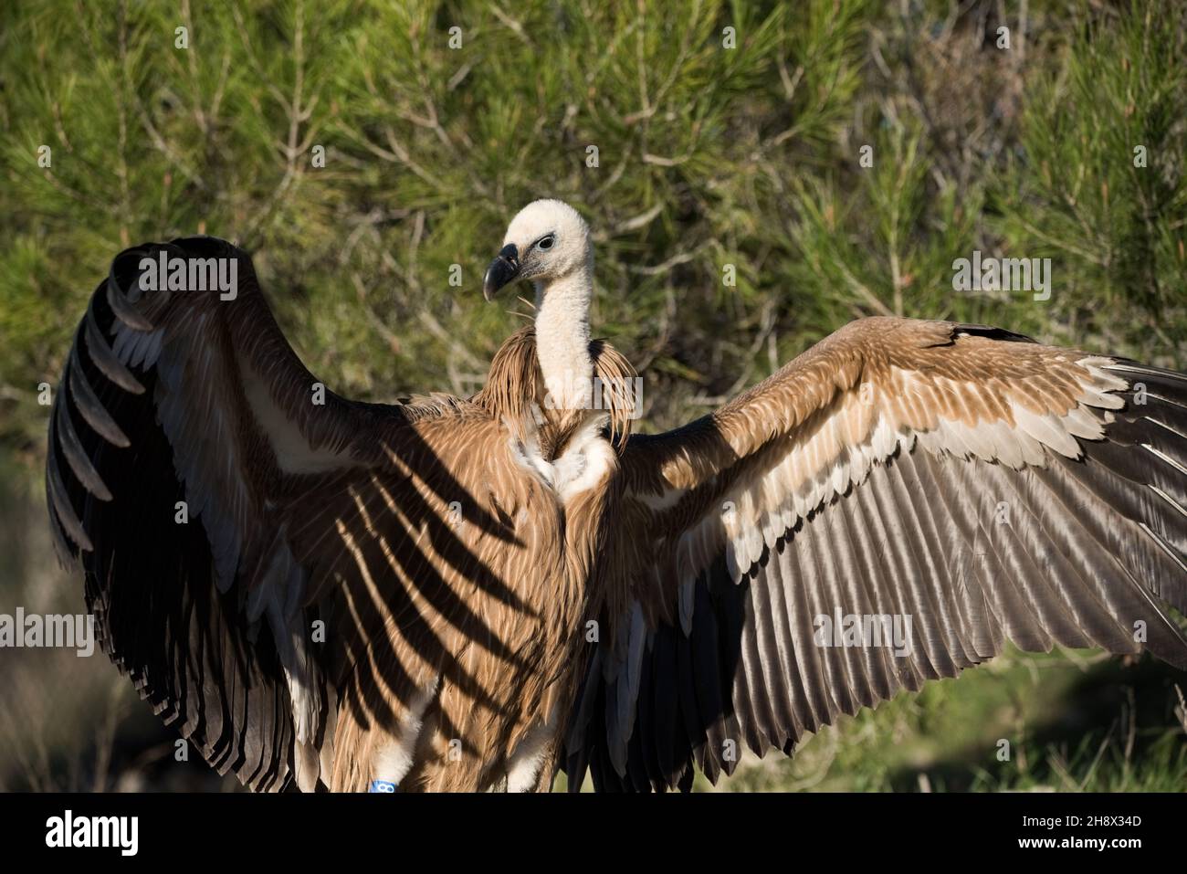 Singolo uccello selvatico di griffon preda con piume marroni alla luce del sole in natura Foto Stock