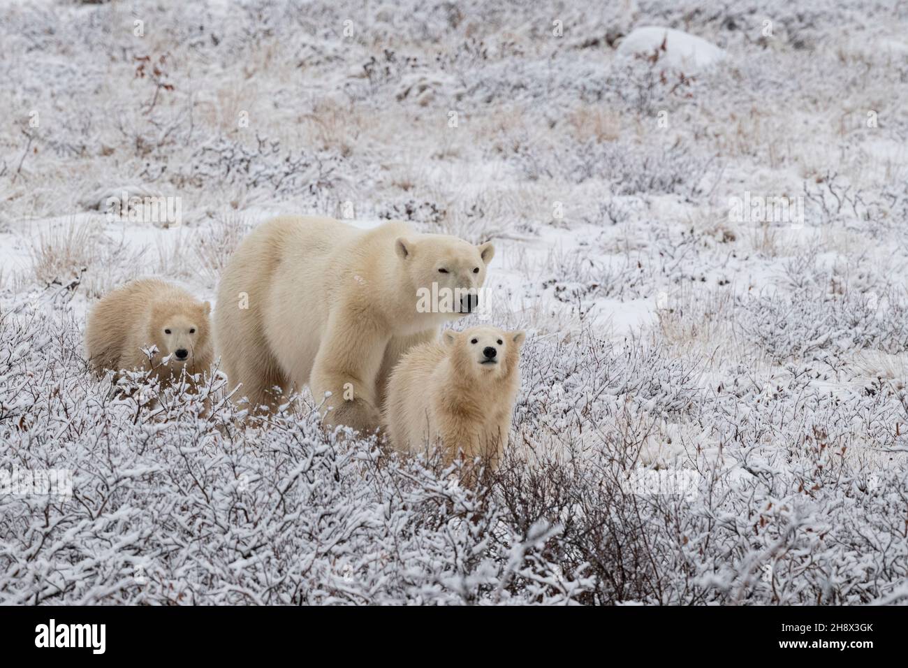 Canada, Manitoba, Churchill. Mamma orso polare con due COY, cubs dell'anno. (WILD: Ursus maritimus) Foto Stock