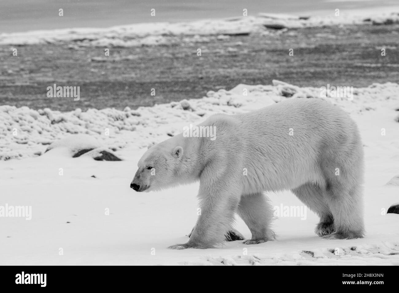 Canada, Manitoba, Churchill. Orso polare con etichetta auricolare (SELVAGGIO: Ursus maritimus) B&W. Foto Stock