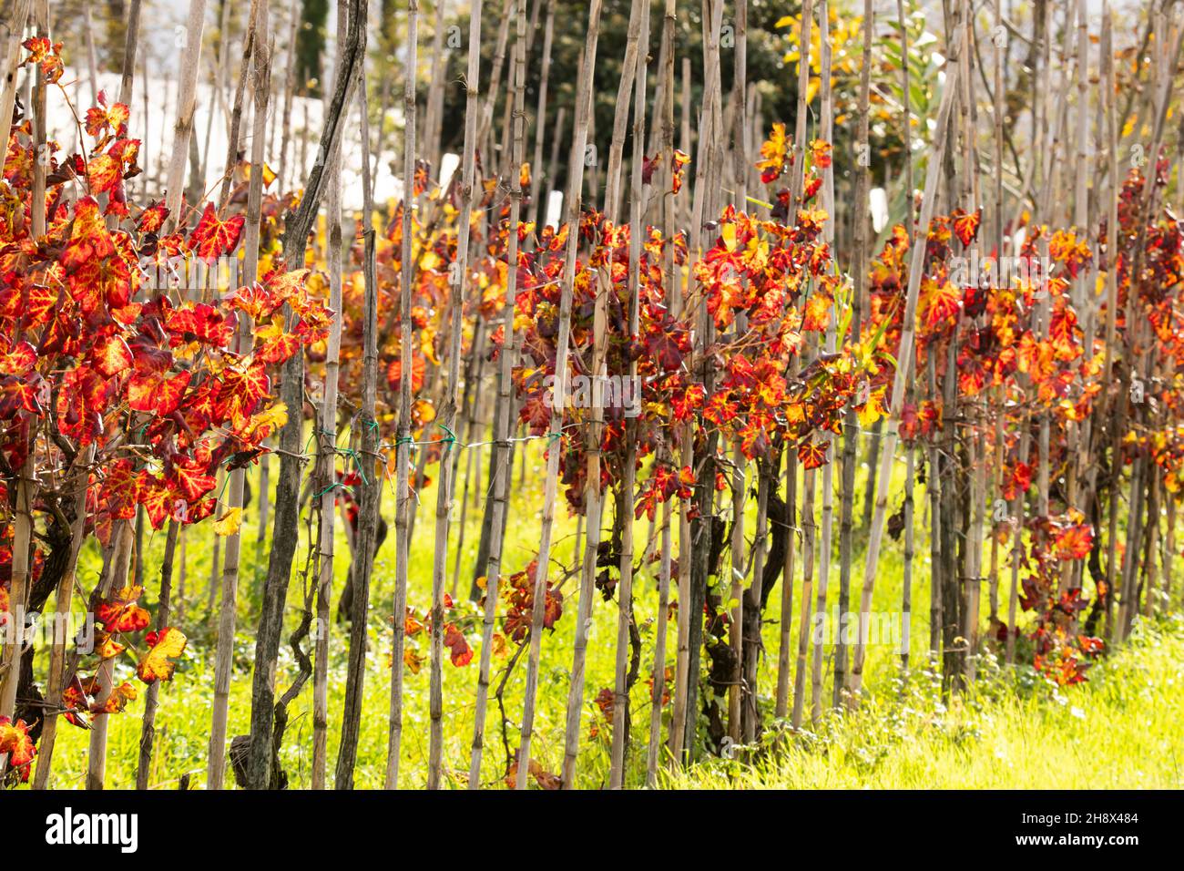 vigneto a fine autunno con foglie rosso brillante in giorno di sole Foto Stock
