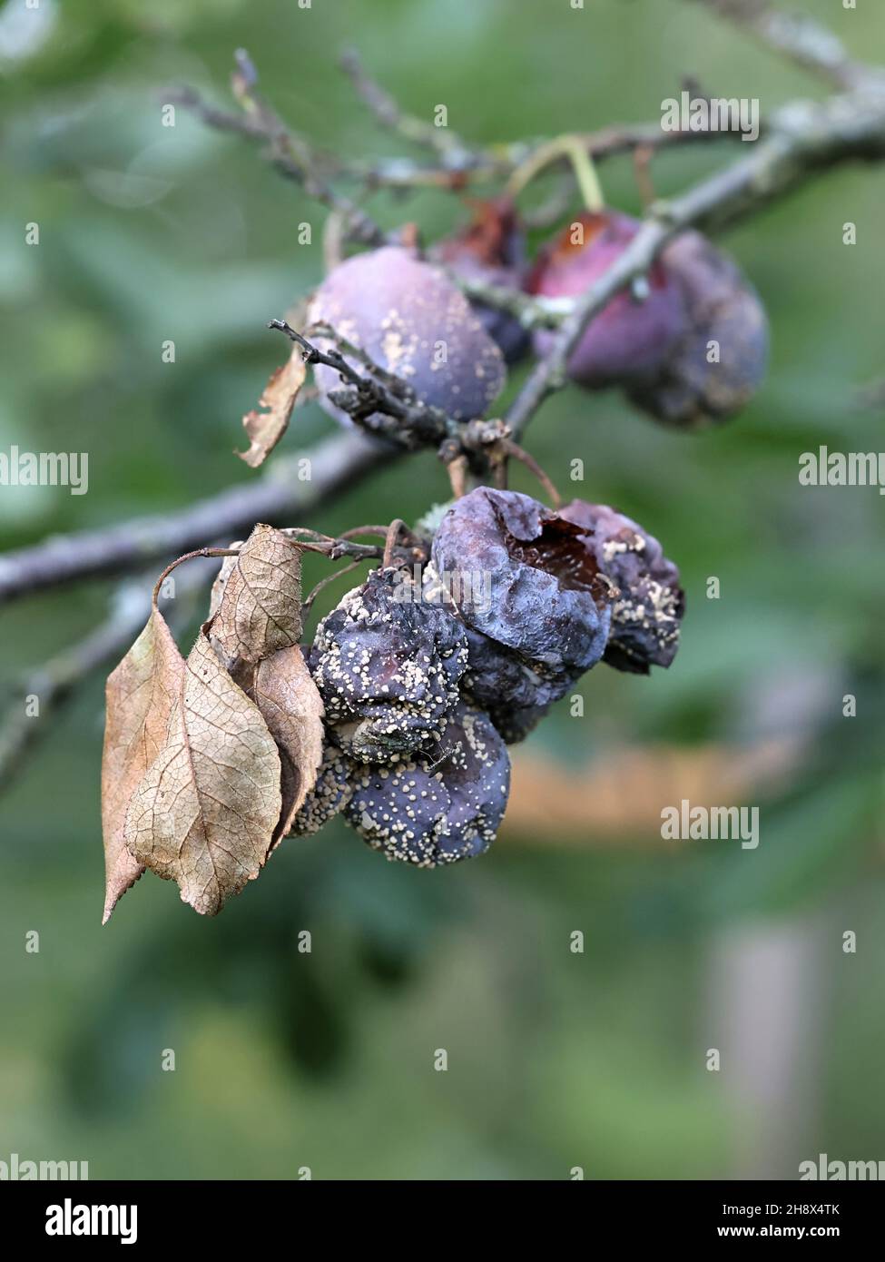 Monilinia laxa, un patogeno vegetale che provoca marciume bruno su damson prugna, Prunus domestica subsp. Insiitia Foto Stock