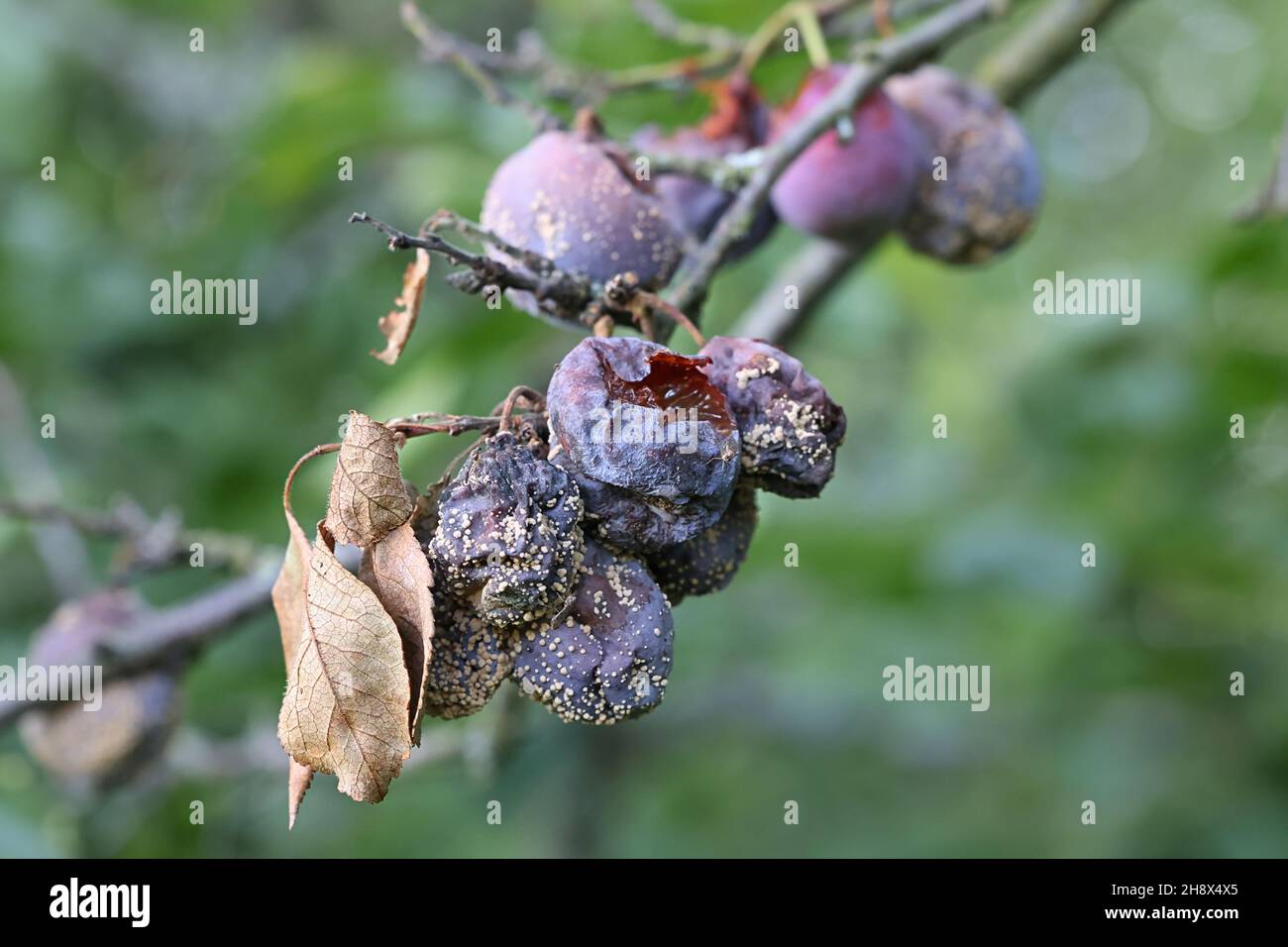 Monilinia laxa, un patogeno vegetale che provoca marciume bruno su damson prugna, Prunus domestica subsp. Insiitia Foto Stock