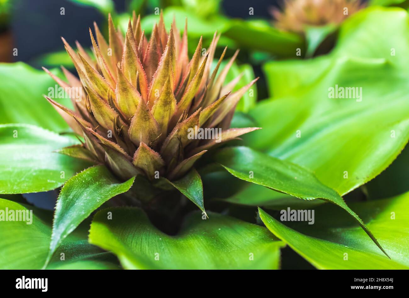 Primo piano di fiore compatto pallido di pianta di Bromeliá. Foto Stock