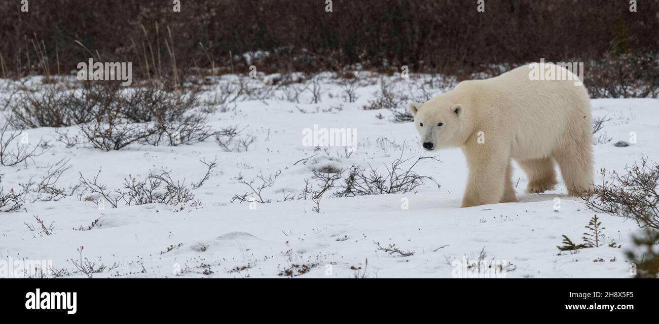 Canada, Manitoba, Churchill. Orso polare Lone (SELVATICO: Ursus maritimus) Foto Stock