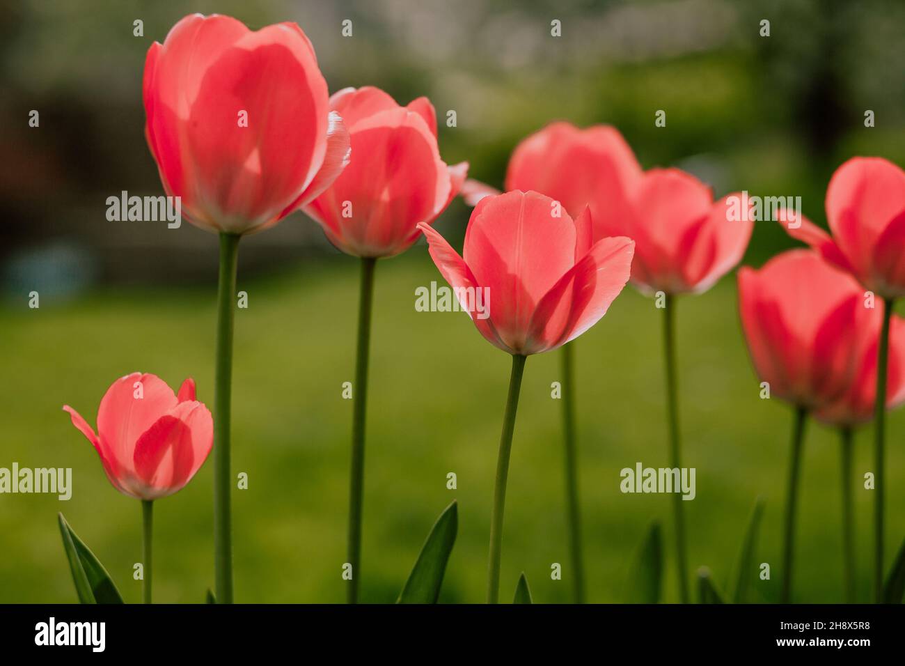 Tulipani colurful nel giardino Foto Stock