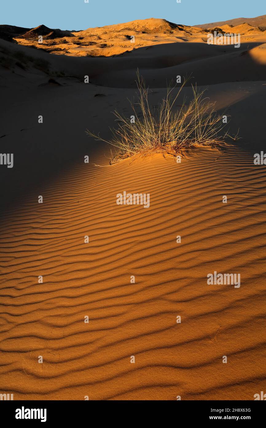 Erba su una duna di sabbia testurizzata alla luce del tardo pomeriggio, deserto di Kalahari, Sudafrica Foto Stock