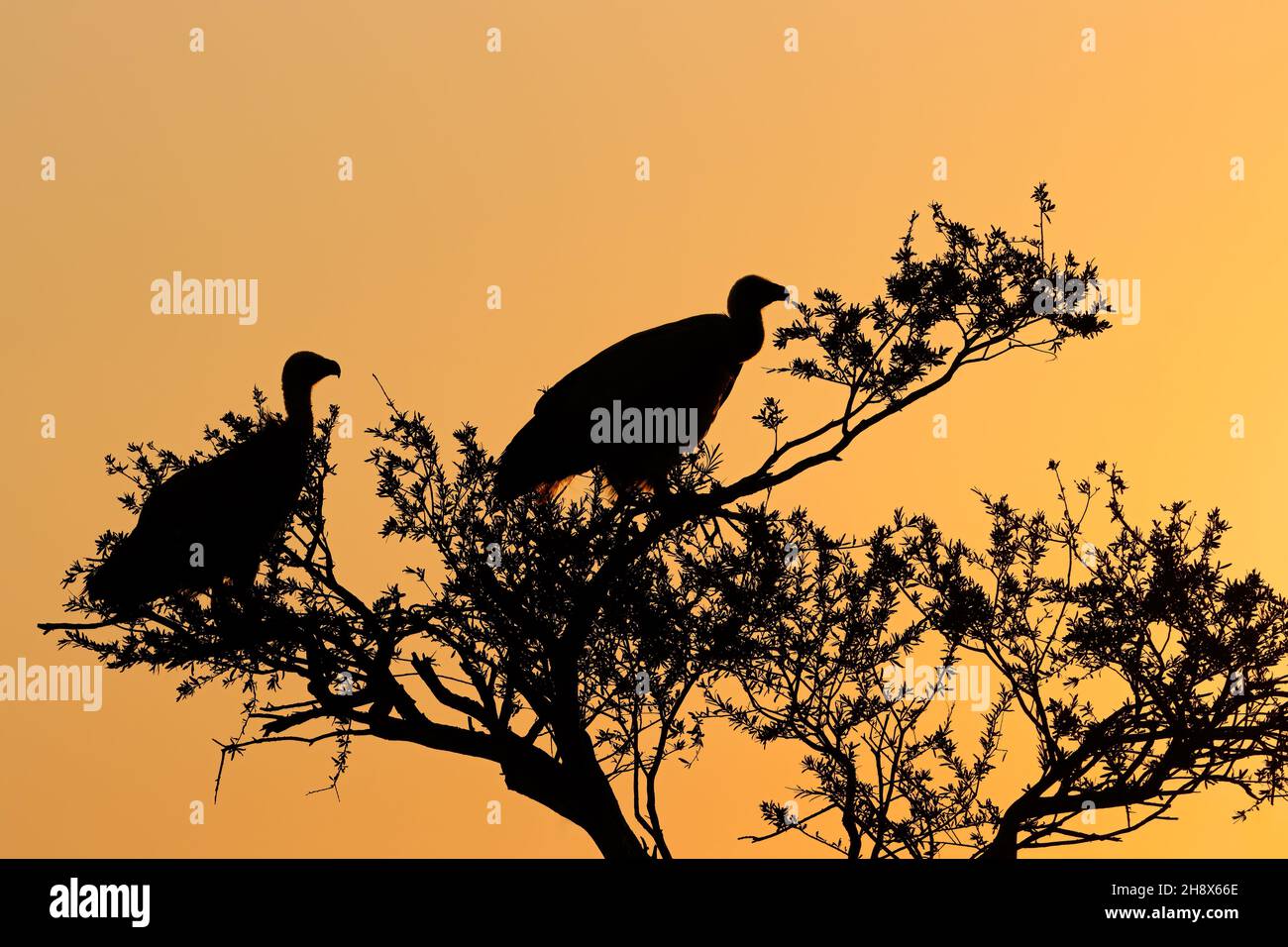 Avvoltoi dal retro bianco (Gyps africanus) in un albero che si staglia contro un cielo arancione al tramonto, in Sudafrica Foto Stock