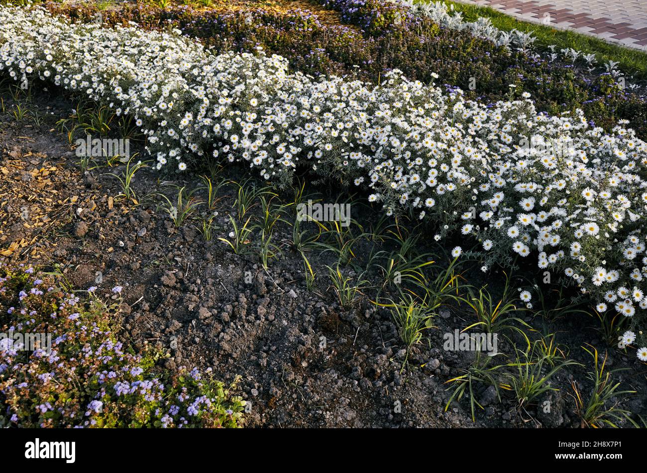 Gruppo di fiori bianchi d'astro nel parco cittadino. Bellezza autunnale nel giardino. Cognome Asteraceae, nome scientifico Aster. Messa a fuoco selettiva, retro sfocato Foto Stock