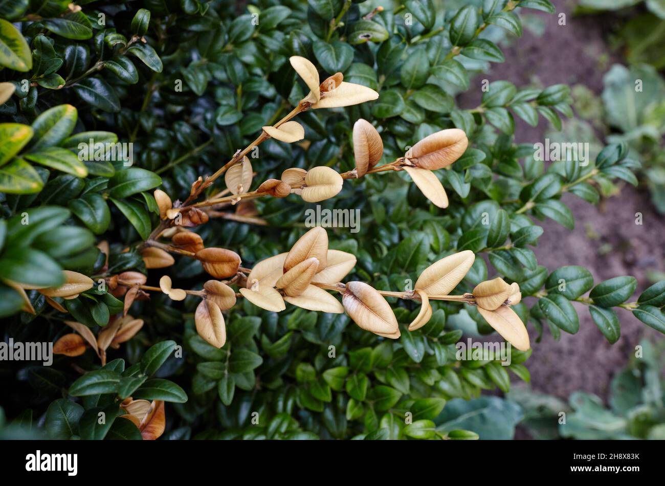 Primo piano del bosco sempreverde in giardino. Muro di legno di bosso in condizioni naturali. Nome di famiglia Buxaceae, nome scientifico Buxus. Messa a fuoco selettiva con Foto Stock