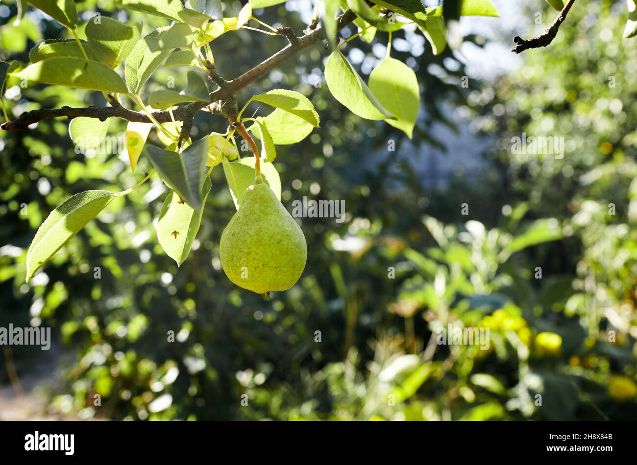 Pera matura su un albero in un giardino. Pere biologiche coltivate nel giardino estivo Foto Stock
