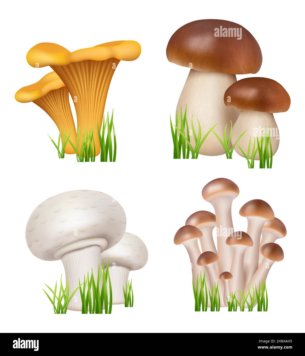 Funghi realistici. Prodotti naturali sani champignons chanterelle d'oro enoki decente collezione cucina vettoriale illustrazioni Illustrazione Vettoriale