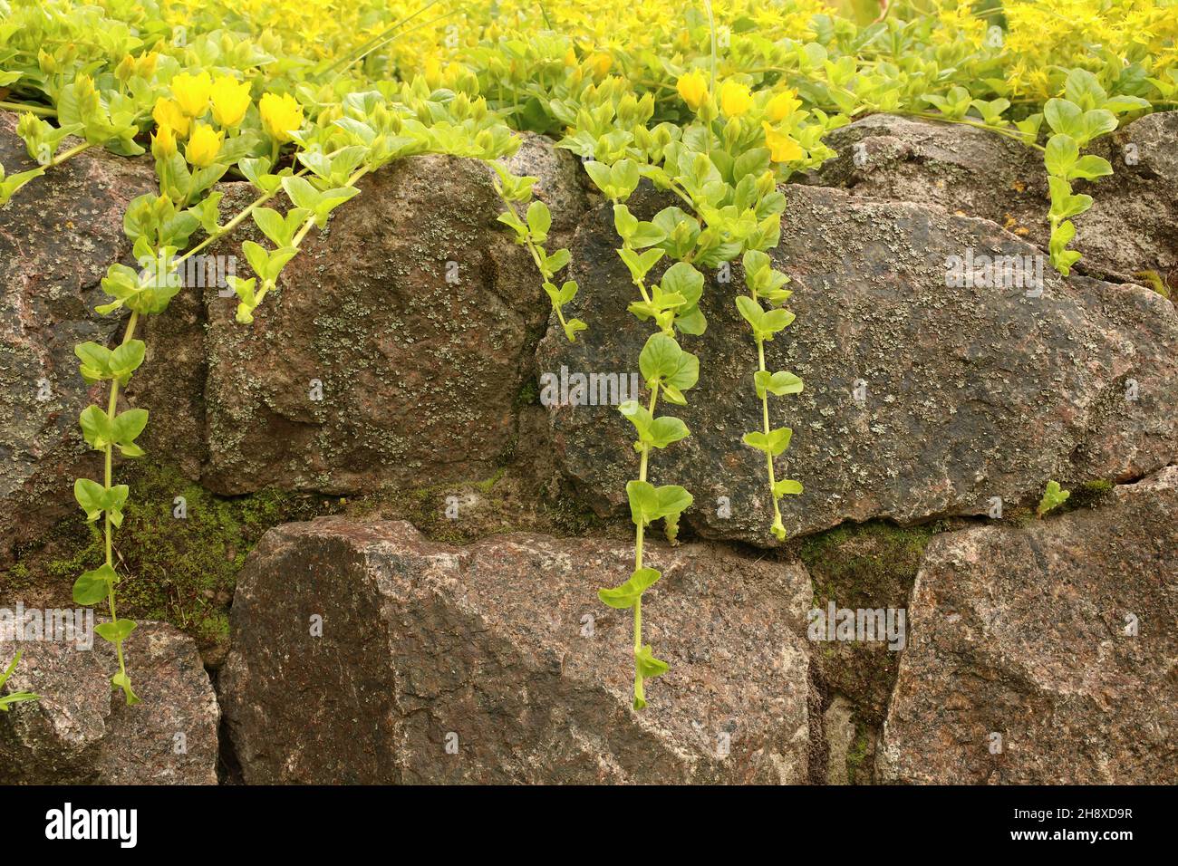 Goldmoss stonecrop sul letto fiorito. Conosciuto anche come l'acro di sedum, stonecrop mossy, sedum di goldmoss, stonecrop mordente e peperone. Foto Stock