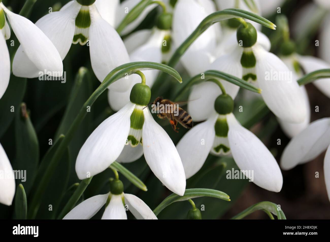 Le gocce di neve sono i primi fiori primaverili. Un nettare di raccolta delle api da gocce di neve. Foto Stock