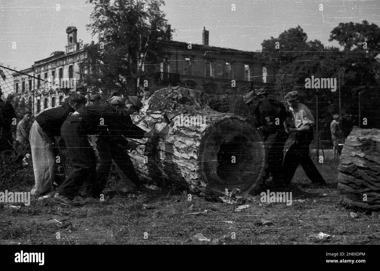 Warszawa, 1946. Gruca harcerzy practuje przy usuwaniu pniaków drzew le¿¹cych w okolicach Zachêty. Buro Odbudowy Stolicy oszacowa³o straty w drzewostanie na 50 proc. mw PAP/Jerzy Baranowski Dok³adny miesi¹c i dzieñ wydarzenia nieustalone. Varsavia, 1946. Un gruppo di scouts che rimuovono i ceppi dell'albero nelle vicinanze della galleria di Zacheta. Warsaw Rebuilding Office stima che le perdite di albero stand al 50 per cento. mw PAP/Stanislaw Dabrowiecki Foto Stock