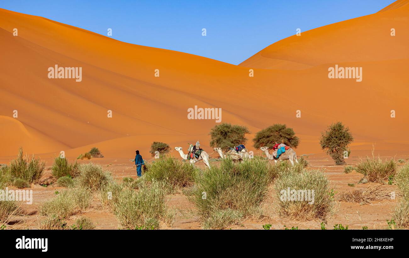 una carovana nel deserto del sahara in algeria Foto Stock