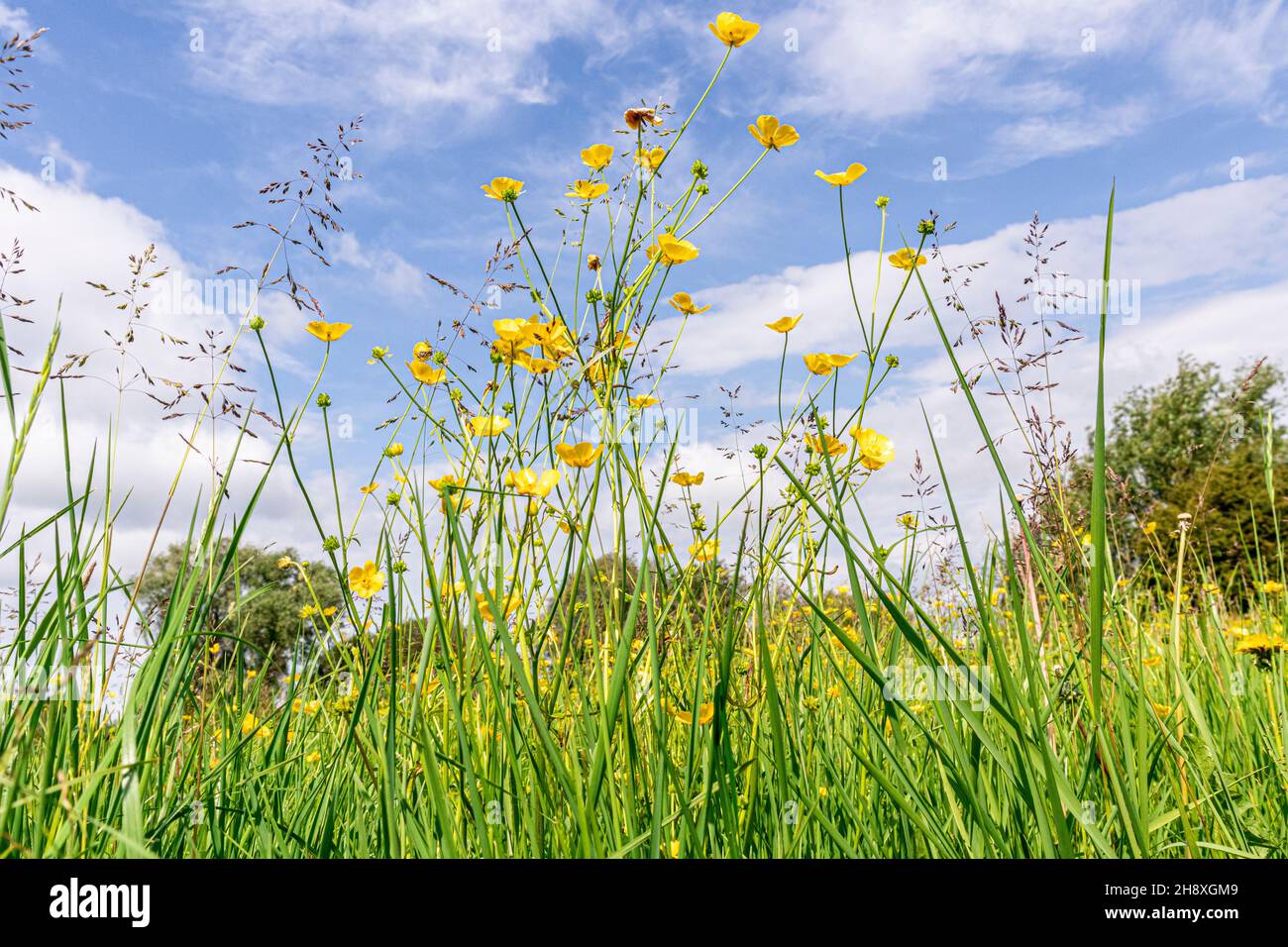 Le farfalle in giugno fiorendo accanto al fiume Severn a Waillode Hill, Gloucestershire Regno Unito Foto Stock