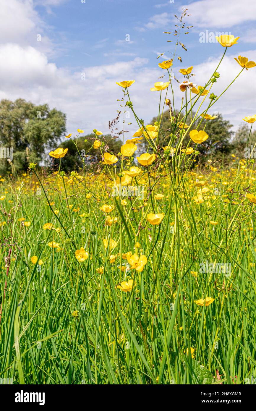 Le farfalle in giugno fiorendo accanto al fiume Severn a Waillode Hill, Gloucestershire Regno Unito Foto Stock