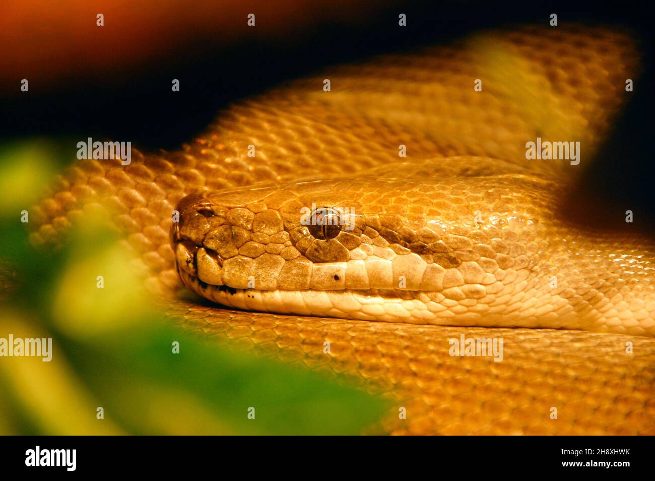 Primo piano della testa del serpente, Python Foto Stock