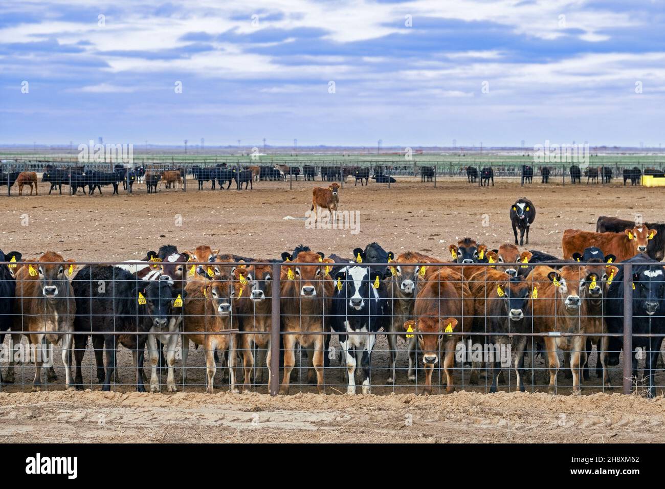 Mandria di giovani mucche curiose e vitelli dietro filo recinto sul ranch bestiame nel Texas orientale, Stati Uniti / USA Foto Stock
