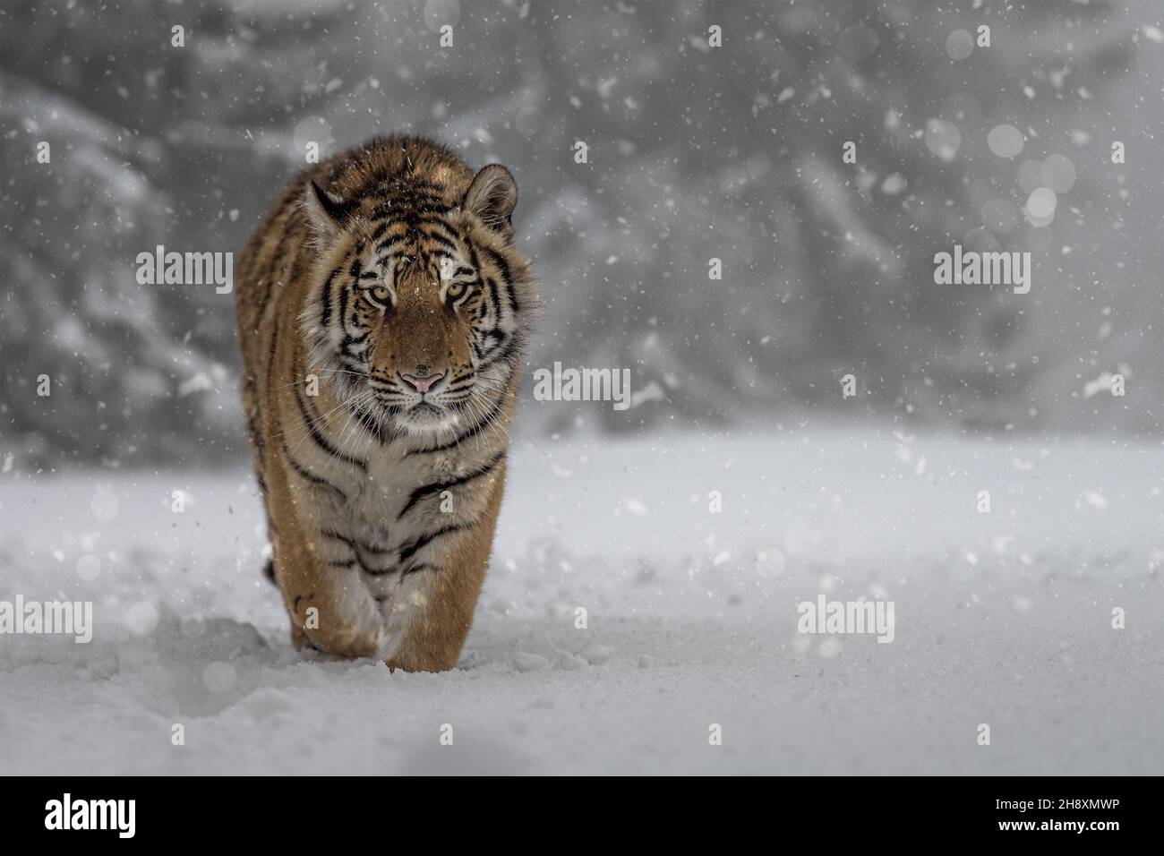 Tiger che corre vicino alla foresta su un prato nevoso. Foto Stock