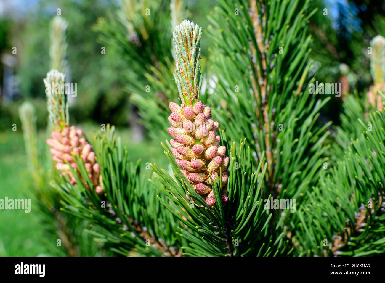 Primo piano di delicate piccole foglie verdi di pino conifere in un giardino di primavera soleggiato, bellissimo sfondo bianco e nero all'aperto fotografato con selec Foto Stock