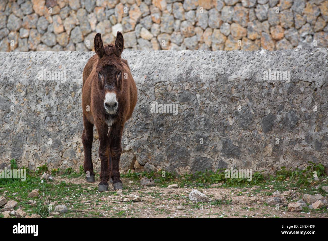 Un asino con pelliccia marrone si trova di fronte a un muro di pietra a Maiorca, Isole Baleari, Spagna, Europa Foto Stock