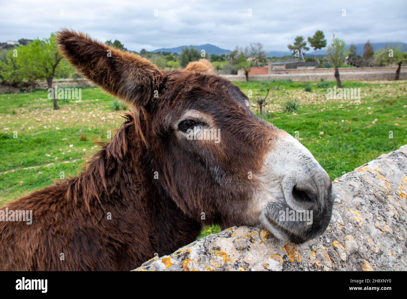 Asino a Maiorca, Isole Baleari, Spagna, Europa Foto Stock
