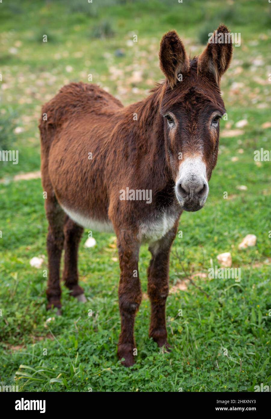 Asino a Maiorca, Isole Baleari, Spagna, Europa Foto Stock
