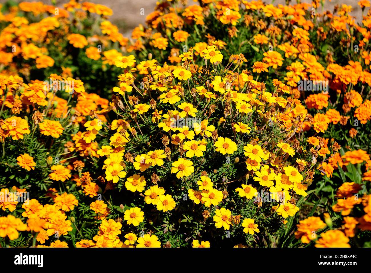 Grande gruppo di tageti arancioni o fiori di marigold africani in un giardino in un giardino estivo soleggiato, sfondo floreale testurizzato fotografato con morbido fo Foto Stock