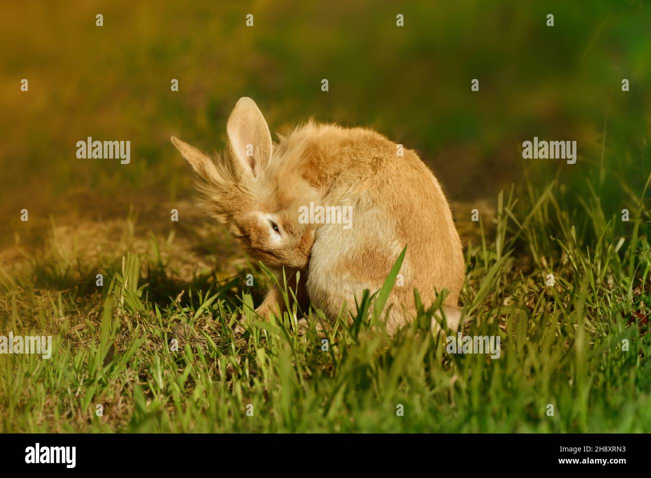 Coniglio marrone della testa di Lionhead (Oryctolagus cuniculus F. domestica) su un prato che pulisce se stesso Foto Stock