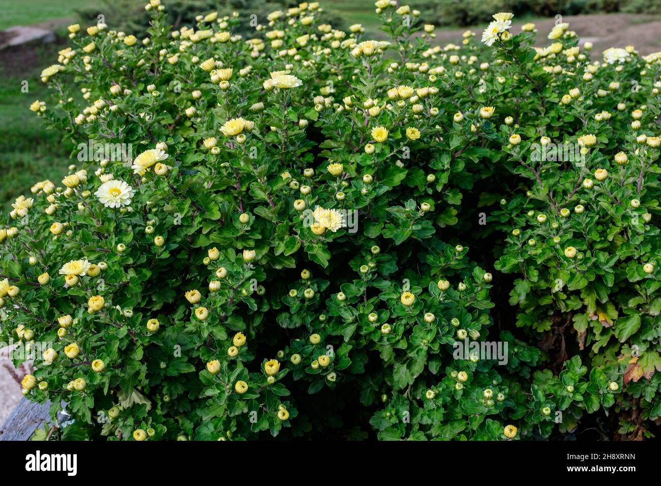 Molti vividi giallo e bianco Chrysanthemum x morifolium fiori e piccoli fiori verdi in un giardino in una soleggiata giornata autunnale, bella colorata scoperta ba Foto Stock