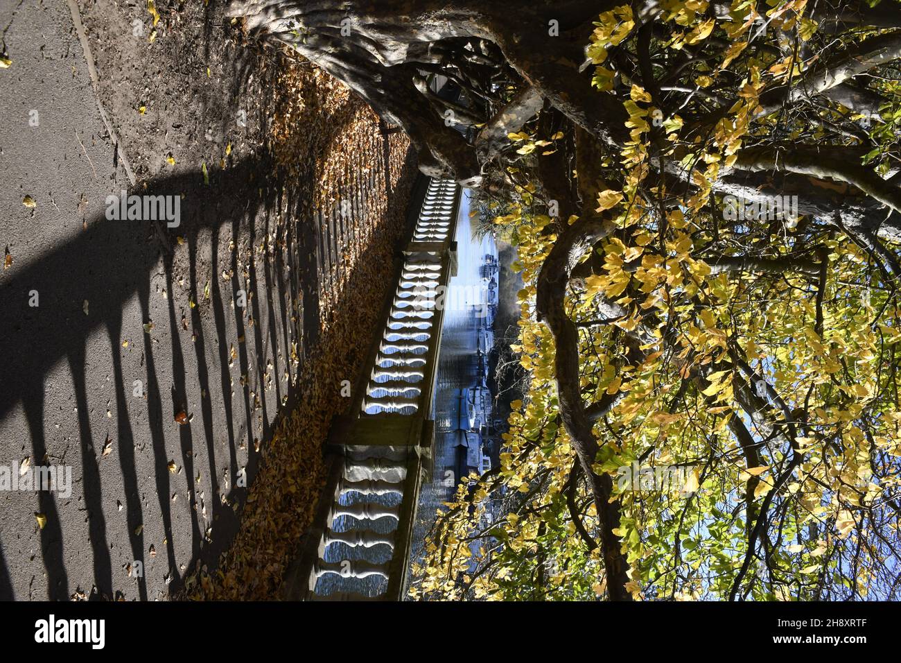 Colori autunnali con ombra dalle ringhiere bassi rami pendenti e panche seduta. Riverside, Twickenham Foto Stock