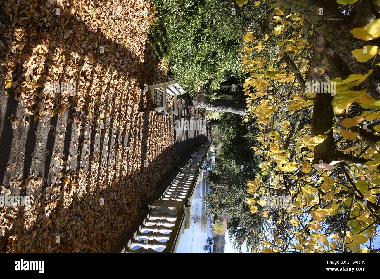 Colori autunnali con ombra dalle ringhiere bassi rami pendenti e panche seduta. Riverside, Twickenham Foto Stock
