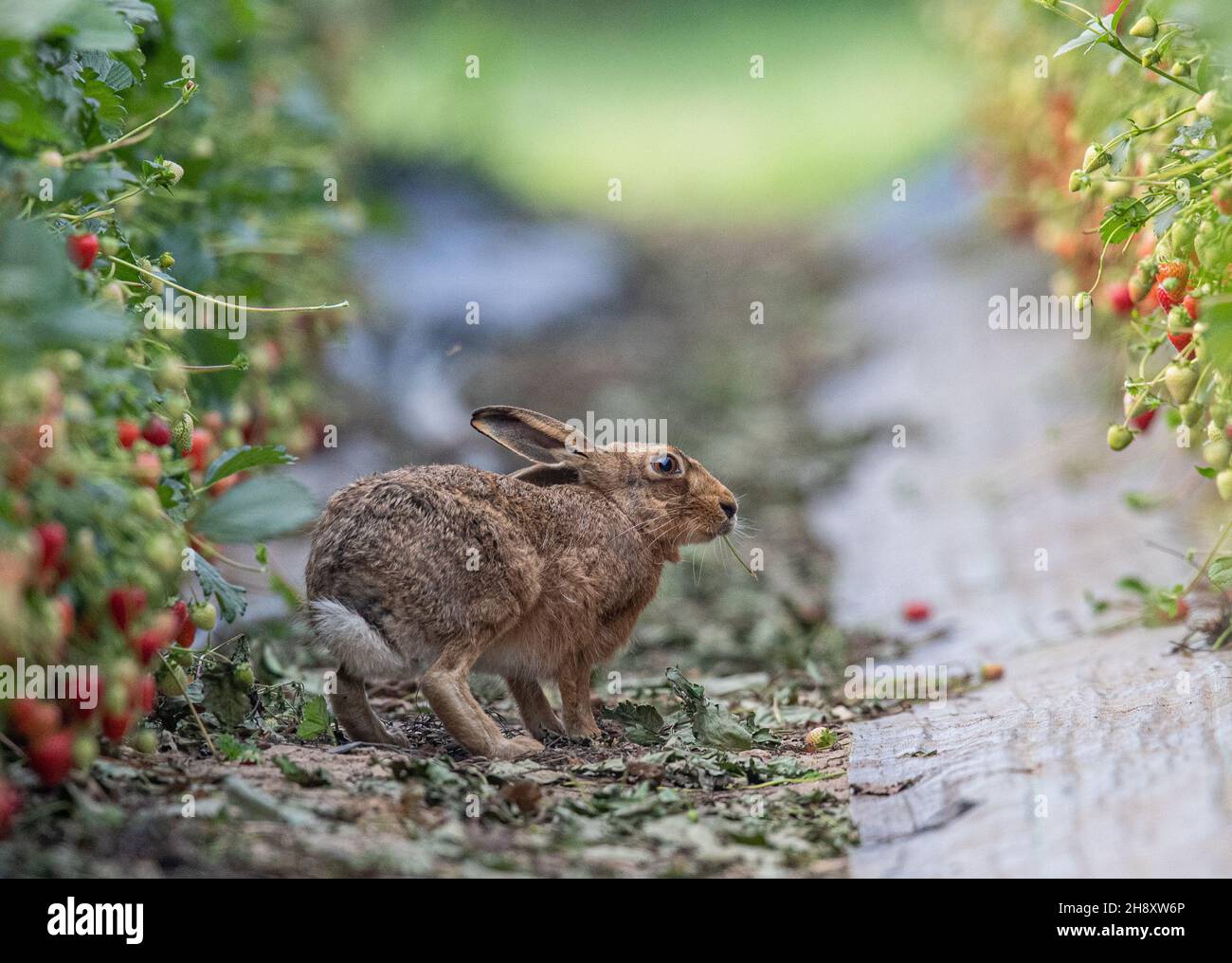 Un colpo unico di una lepre marrone selvaggia che si è avventurata nelle fragole dei coltivatori. La fauna selvatica e la produzione alimentare al suo meglio. Suffolk, Regno Unito. Foto Stock