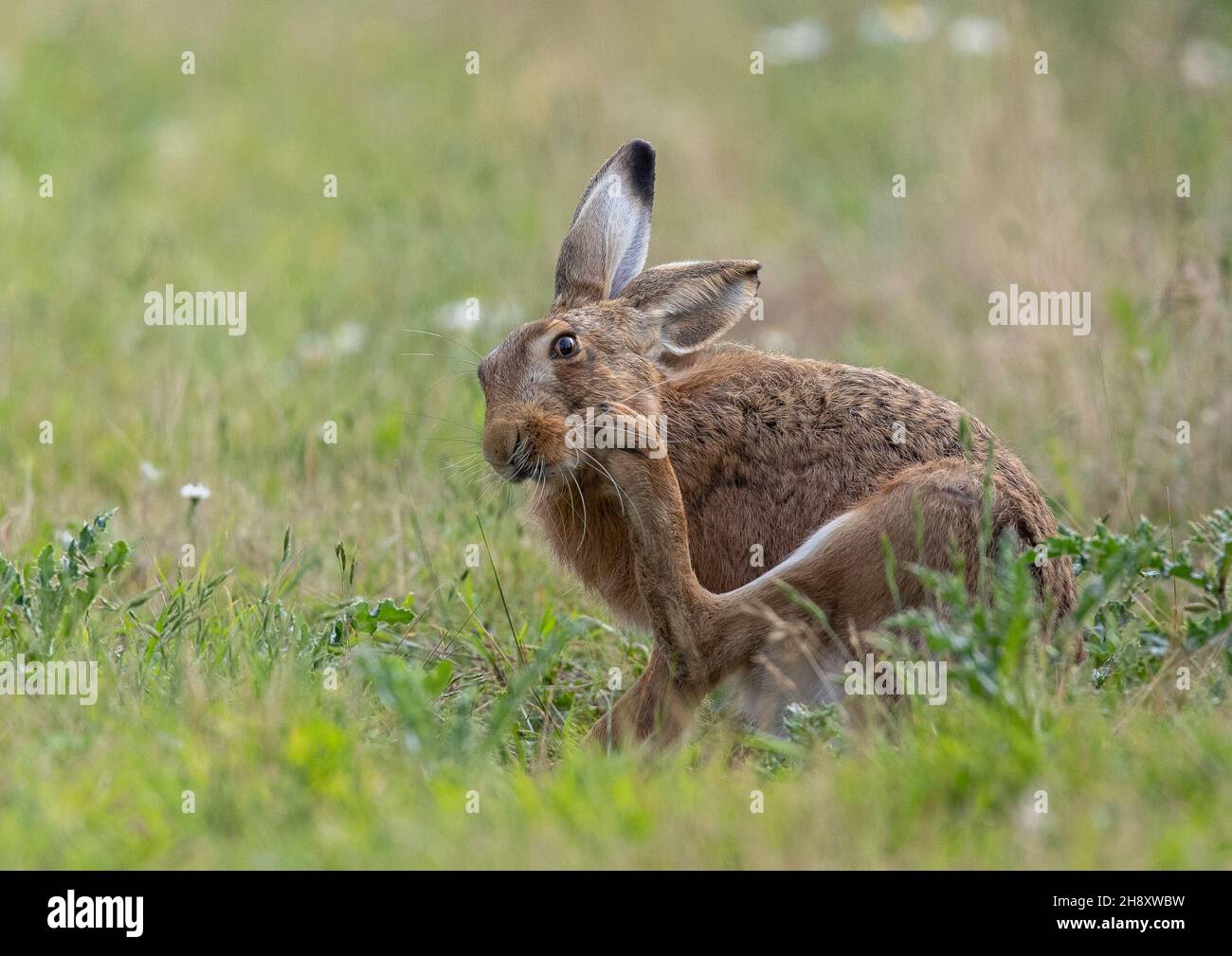 Una lepre marrone selvaggia , graffiando il suo volto con un enorme piede posteriore mentre sedette nei fiori selvatici su una fattoria Suffolk. Regno Unito Foto Stock