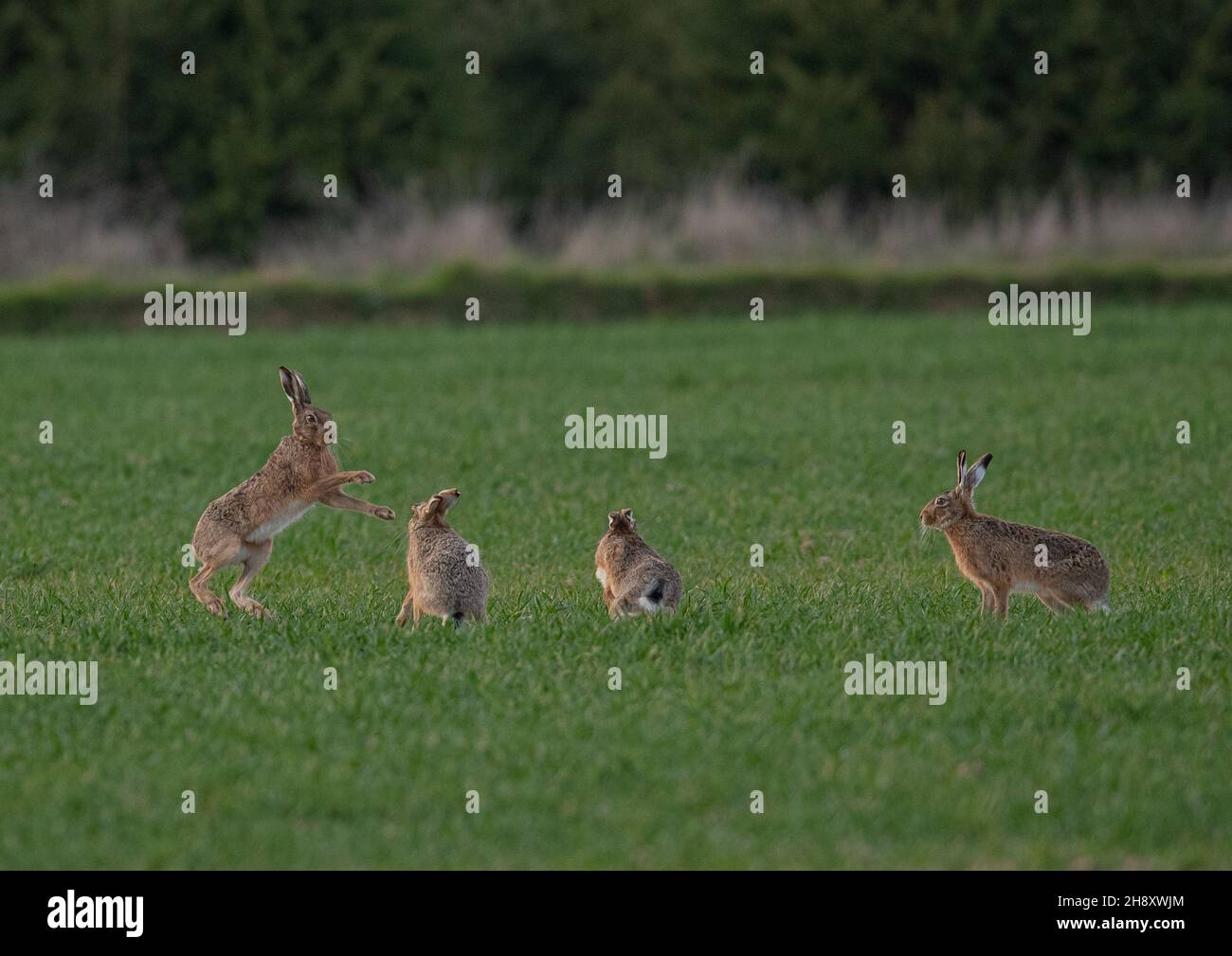 Quattro Brown Hares esibiscono il comportamento del corteggiamento come preludio alla boxe , alla caccia e all'accoppiamento . Nel raccolto di coltivatori di grano crescente. Suffolk, Regno Unito Foto Stock