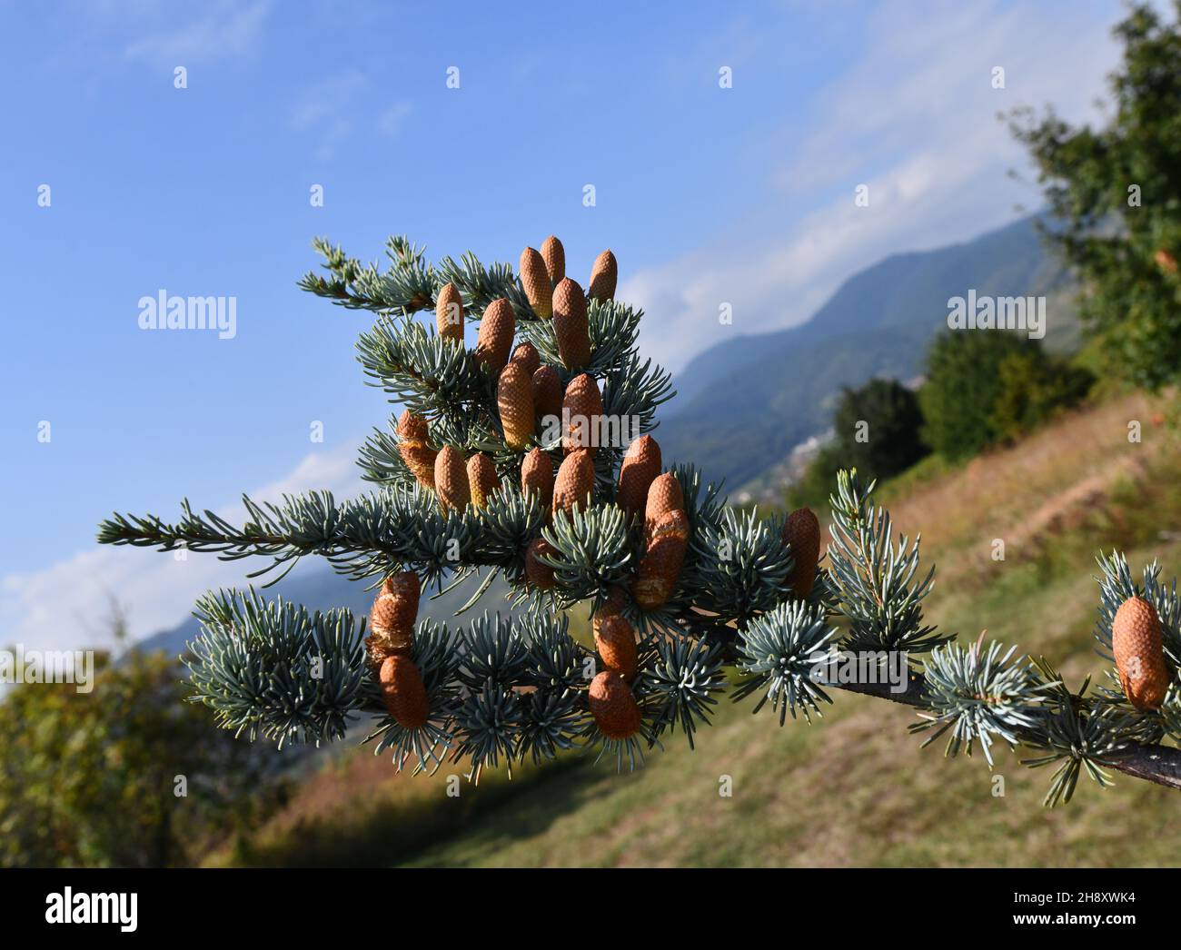Coni di pino su ramo di albero Foto Stock