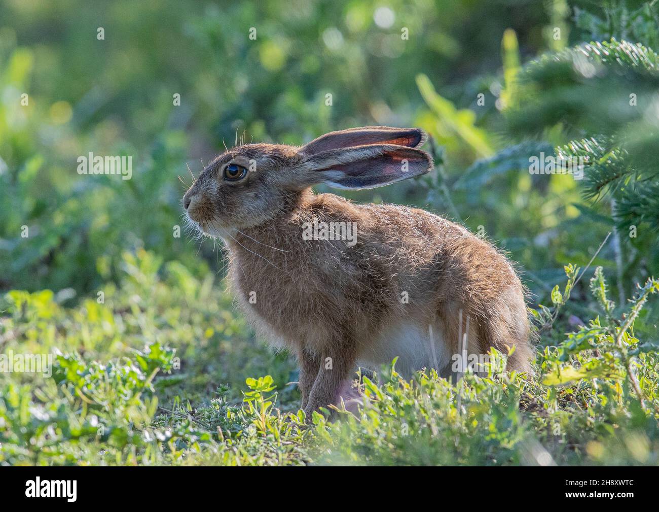 Crescendo nelle orecchie . Un giovane leva Brown Hare in un ambiente agricolo sul bordo del bosco . Suffolk Regno Unito Foto Stock