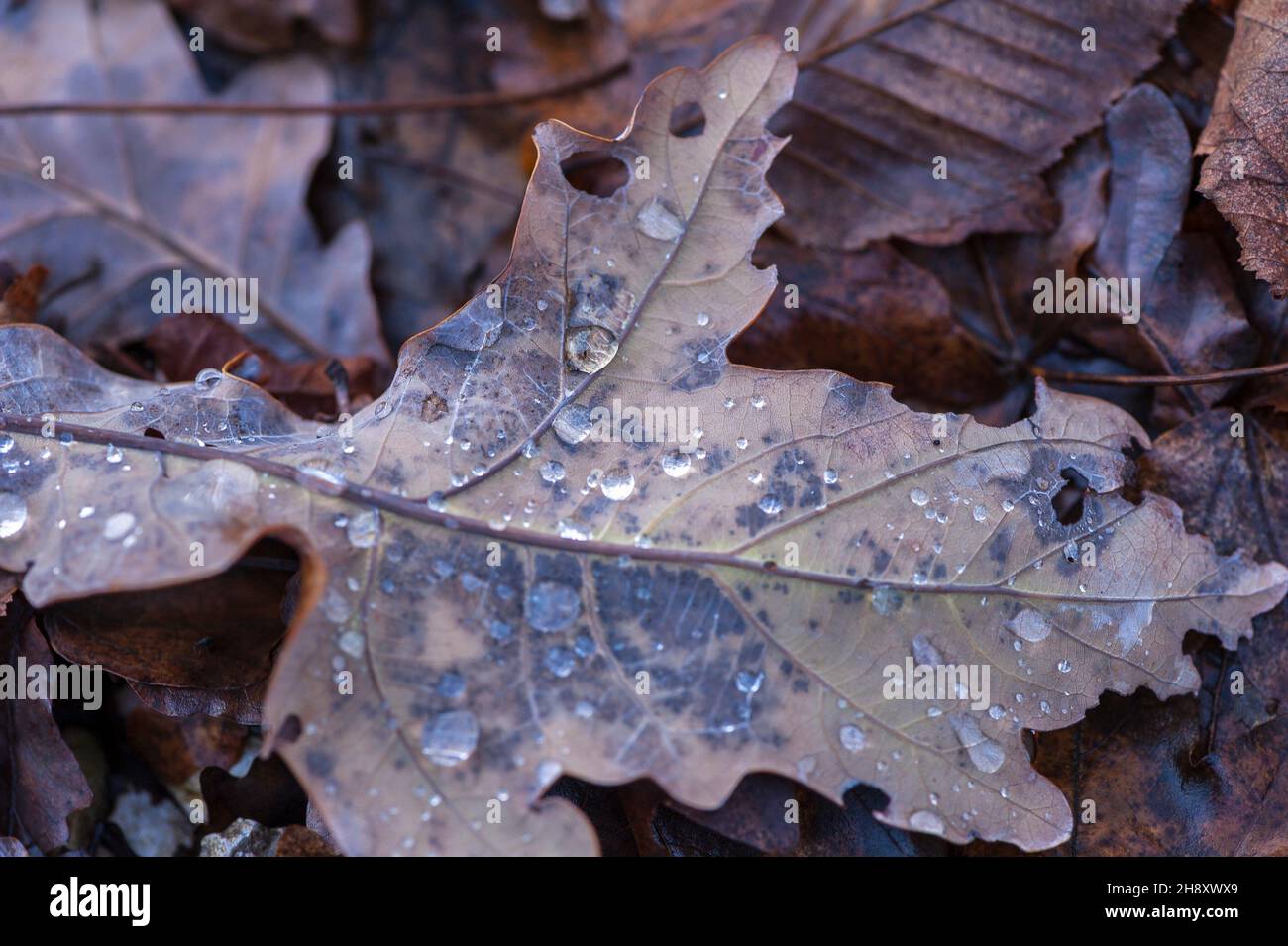 Le gocce di pioggia sulle foglie di autunno Foto Stock