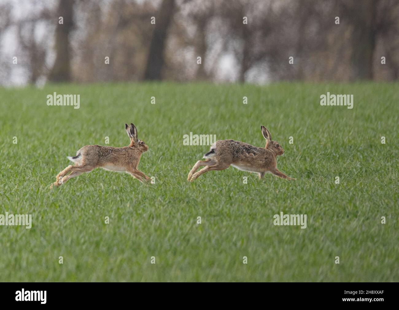 Un paio di amorosi Brown Hares che si inseguono a vicenda attraverso gli agricoltori che coltivano grano. Suffolk, Regno Unito. Foto Stock