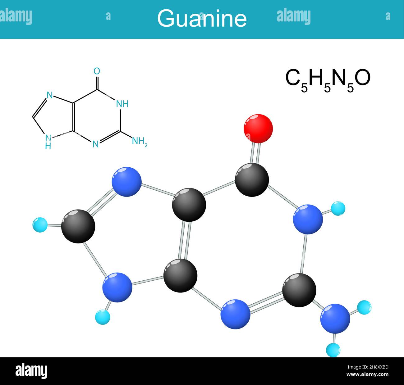 Formula strutturale chimica molecolare della guanina. Modello di nucleobasi trovato negli acidi nucleici DNA e RNA. Illustrazione vettoriale Illustrazione Vettoriale