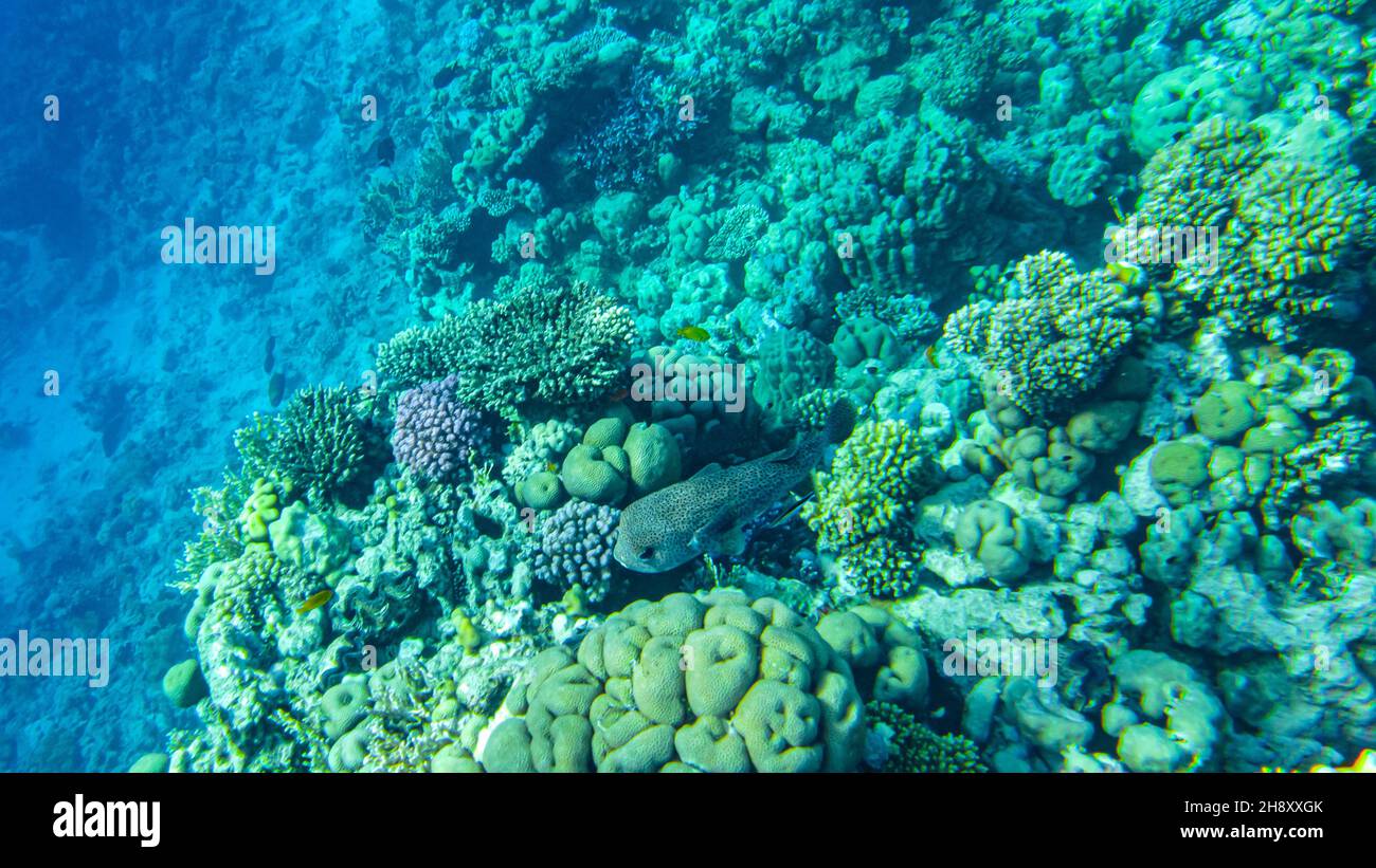porcupinefish su una barriera corallina nel Mar Rosso. Pesci in primo piano in egitto Foto Stock